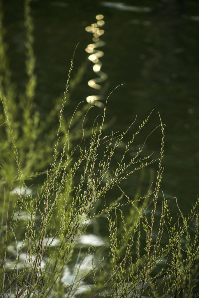 Delicate green branches against a calm water background, reflecting light in a natural setting.