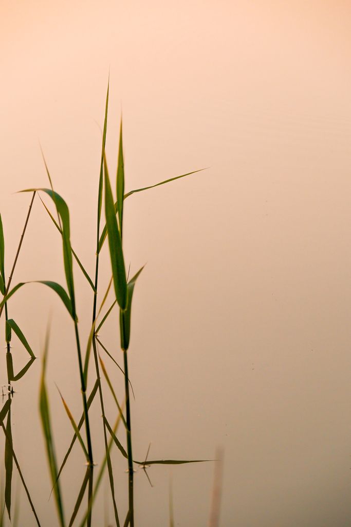 Peaceful scene of reed plants by a serene lakeside at sunset, capturing nature's beauty.